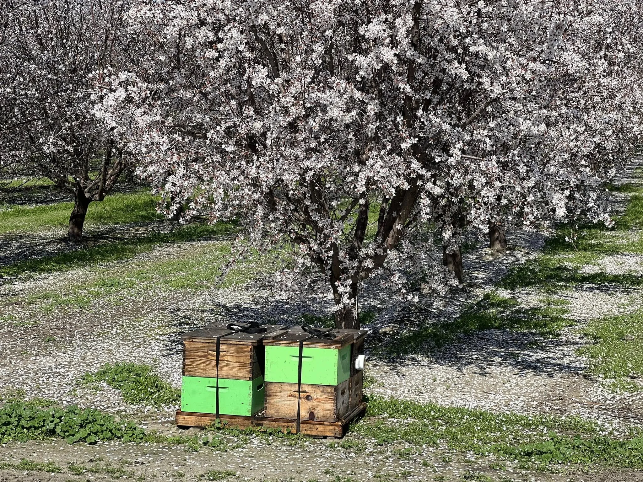 Hives set out among the blossom